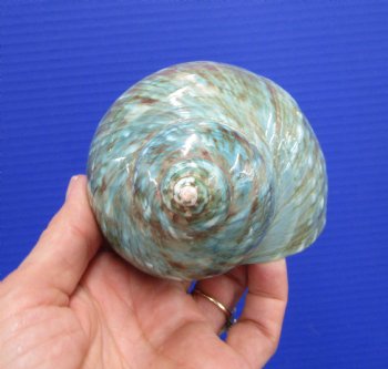 4 inches Polished Jade Turbo Shell for Sale <Font color=red>Hand Picked</font>  - Buy this one for $14.99