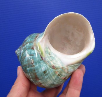 4 inches Polished Jade Turbo Shell for Sale <Font color=red>Hand Picked</font>  - Buy this one for $14.99