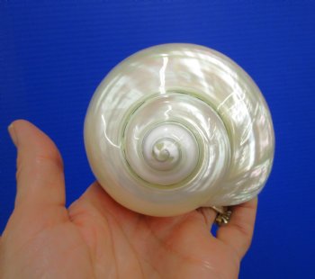 4 inches Large White Pearl Turban Shell - Buy this one for $14.99
