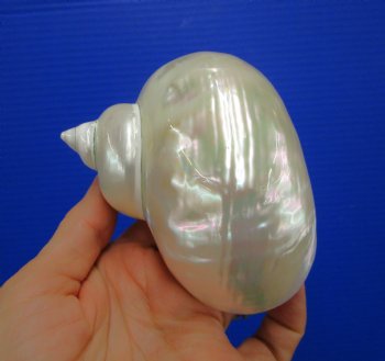 4 inches Large White Pearlized Turban Shell - Buy this one for $14.99