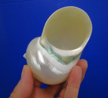 4 inches Large White Pearlized Turban Shell - Buy this one for $14.99