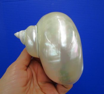 4 inches White Pearlized Turban Shell for Sale - Buy this one for $14.99