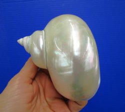 4 inches White Pearlized Turban Shell for Sale - Buy this one for $14.99
