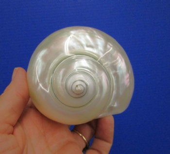 4 inches White Pearlized Turban Shell for Sale - Buy this one for $14.99