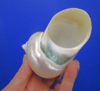 4 inches White Pearlized Turban Shell for Sale - Buy this one for $14.99