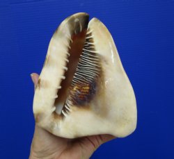 6 by 4-7/8 inches King Helmet Shell - Buy this one for $13.99