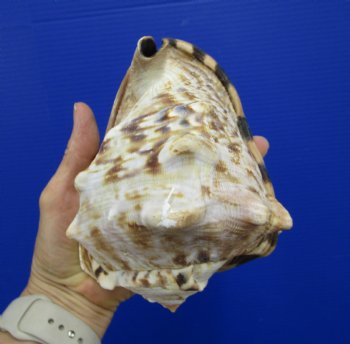 6 by 4-7/8 inches King Helmet Shell - Buy this one for $13.99