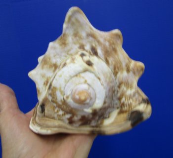 6 by 4-7/8 inches King Helmet Shell - Buy this one for $13.99