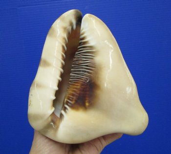 6 by 5-1/4 inches King Helmet Shell - Buy this one for $13.99