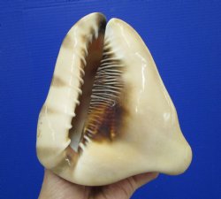 6 by 5-1/4 inches King Helmet Shell - Buy this one for $13.99