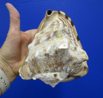 6 by 5-1/4 inches King Helmet Shell - Buy this one for $13.99