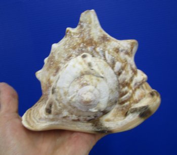 6 by 5-1/4 inches King Helmet Shell - Buy this one for $13.99