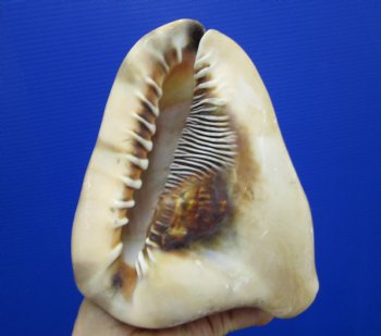 6-3/4 by 5-1/2 inches King Helmet Shell - Buy this one for $13.99