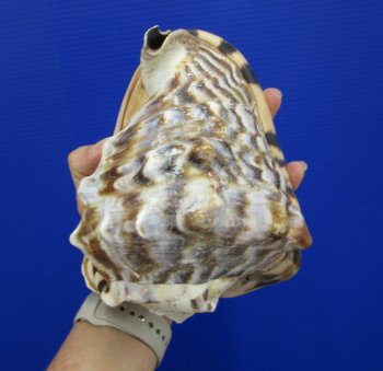 6-3/4 by 5-1/2 inches King Helmet Shell - Buy this one for $13.99