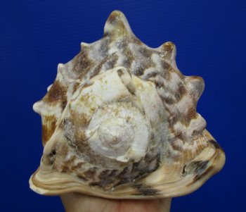 6-3/4 by 5-1/2 inches King Helmet Shell - Buy this one for $13.99