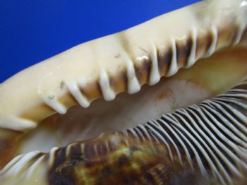 6-3/4 by 5-1/2 inches King Helmet Shell - Buy this one for $13.99