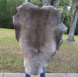 46-1/2 by 37 inches Finland Reindeer Hide, Skin, Fur, Without Legs, Grade B 