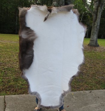 46-1/2 by 37 inches Finland Reindeer Hide, Skin, Fur, Without Legs, Grade B 