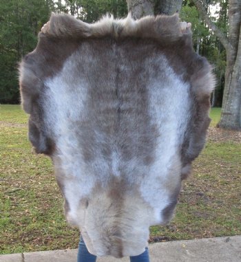 45 by 35 inches Finland Reindeer Hide, Skin, Fur, Without Legs, Grade B 