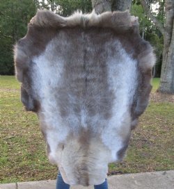 45 by 35 inches Finland Reindeer Hide, Skin, Fur, Without Legs, Grade B 