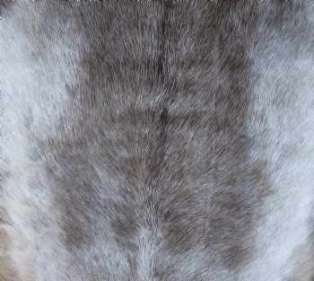 45 by 35 inches Finland Reindeer Hide, Skin, Fur, Without Legs, Grade B 