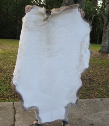 45 by 35 inches Finland Reindeer Hide, Skin, Fur, Without Legs, Grade B 