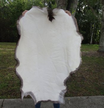 Finland Reindeer Hide, Skin, Without Legs, with Dark Brown, Tan and White Fur, 46" by 34" 