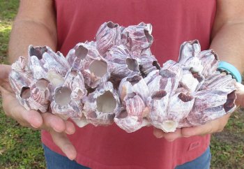 10-1/2 inches Large Purple Barnacle Cluster for Sale for $19.99