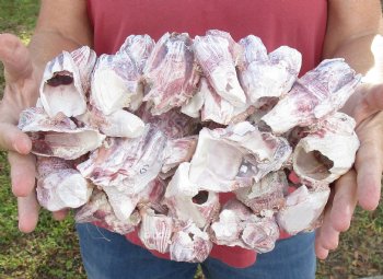 10-1/2 inches Large Purple Barnacle Cluster for Sale for $19.99