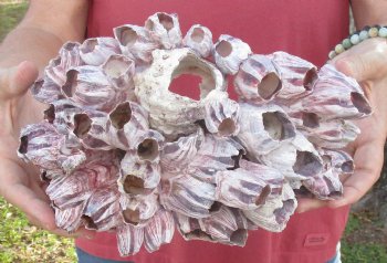 10 inches Large Purple Barnacle Cluster for Sale for $19.99
