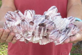 10 inches Large Purple Barnacle Cluster for Sale for $19.99