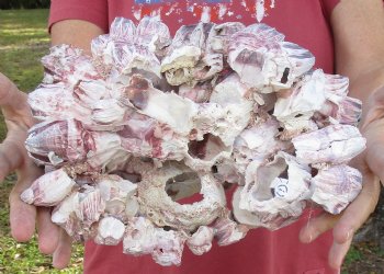 10 inches Large Purple Barnacle Cluster for Sale for $19.99