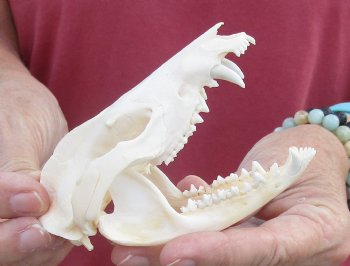 4-1/4 inches Real Possum Skull for Sale - for $59.99