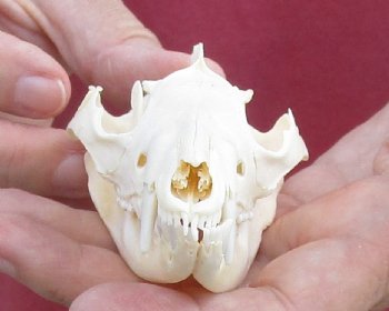 4-1/4 inches Real Possum Skull for Sale - for $59.99