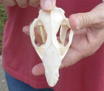 4-1/4 inches Real Possum Skull for Sale - for $59.99