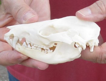 4-1/4 inches Real Possum Skull for Sale - for $59.99