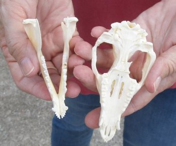 4-1/4 inches Real Possum Skull for Sale - for $59.99