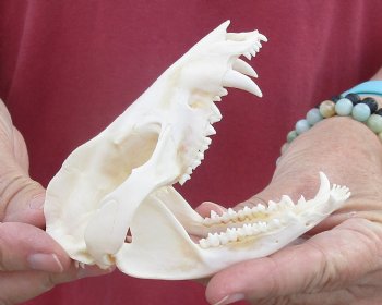 4 inches Real Possum Skull for Sale - for $59.99