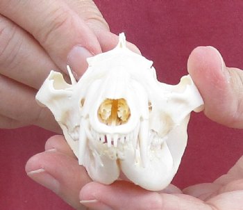 4 inches Real Possum Skull for Sale - for $59.99