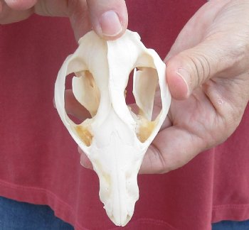 4 inches Real Possum Skull for Sale - for $59.99