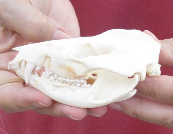 4 inches Real Possum Skull for Sale - for $59.99