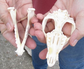 4 inches Real Possum Skull for Sale - for $59.99