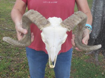 African Merino Sheep/Ram Skull with 22-1/4 and 22-3/4 inches Horns - Buy this one for $159.99