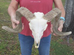 African Merino Sheep/Ram Skull with 22-1/4 and 22-3/4 inches Horns - Buy this one for $159.99