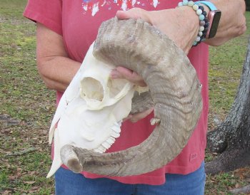African Merino Sheep/Ram Skull with 22-1/4 and 22-3/4 inches Horns - Buy this one for $159.99