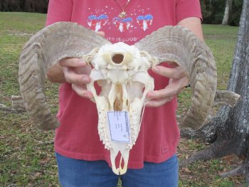 African Merino Sheep/Ram Skull with 22-1/4 and 22-3/4 inches Horns - Buy this one for $159.99