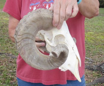 African Merino Sheep/Ram Skull with 22-1/4 and 22-3/4 inches Horns - Buy this one for $159.99