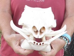 12-1/4 inches Authentic African Warthog Skull with 4-3/4 and 5 inch Tusks - Buy for $114.99