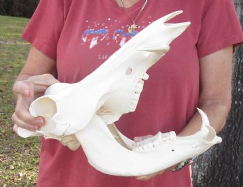 12-1/4 inches Authentic African Warthog Skull with 4-3/4 and 5 inch Tusks - Buy for $114.99