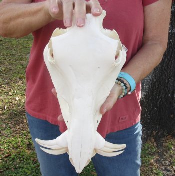 12-1/4 inches Authentic African Warthog Skull with 4-3/4 and 5 inch Tusks - Buy for $114.99